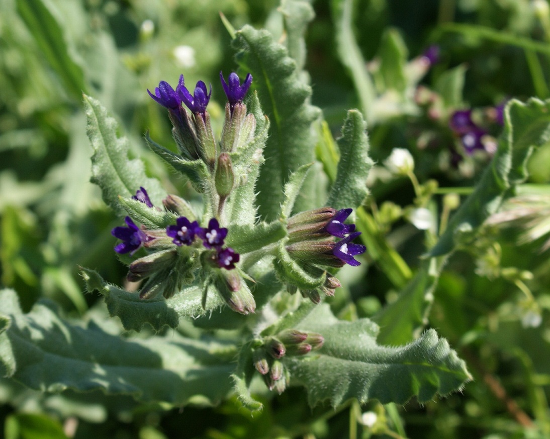 Anchusa undulata L. subsp. hybrida (Ten.) Bg.